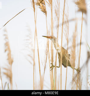 Wenig Rohrdommel saß zwischen Schilf an der Laguna des l'Alfacada, unter Aufsicht von Monnatura Delta im Parc Natural del Delta de l'Ebre Stockfoto