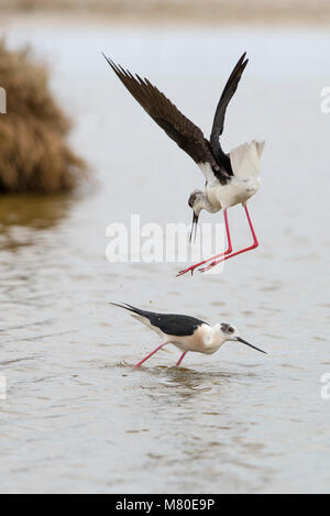 Territoriale Aktion und balz Verhalten dieser Black-winged Stelzen an der Laguna des l'Alfacada, unter Aufsicht von Monnatura Delta im Parc natu Stockfoto