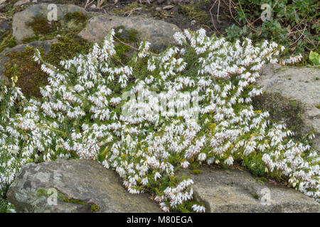 Erica Carnea 'Springwood White' Stockfoto