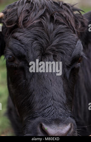 Die Waliser schwarze Vieh ist eine gefährdete Doppelnutzungsrasse - traditionell für Milch und Rindfleisch gezüchtet. Stockfoto