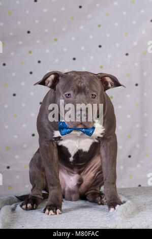 Staffordshire Terrier Portrait im Studio vor der gepunkteten Hintergrund sitzen Stockfoto