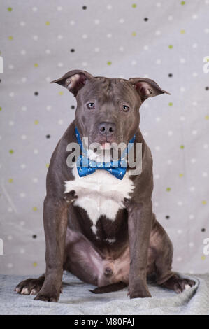 Staffordshire Terrier Portrait im Studio vor der gepunkteten Hintergrund sitzen Stockfoto