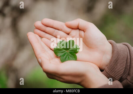 Holding ein Kleeblatt verlassen auf der in weiblicher Hand Palmen. Konzept der Glück Stockfoto