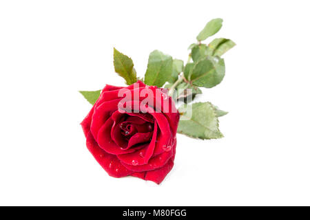 Die Rose im Konzept Wahre Liebe wird die Zeit gewinnen. Stockfoto