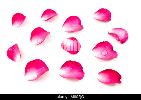 Die Rose im Konzept Wahre Liebe wird die Zeit gewinnen. Stockfoto