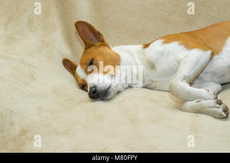 Cute basenji Dösen auf einer weichen Decke Stockfoto