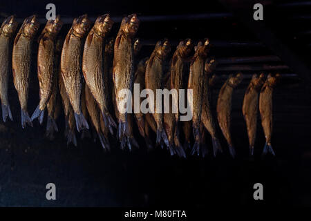 Rauchen Fisch hängen in den Räucherofen Stockfoto