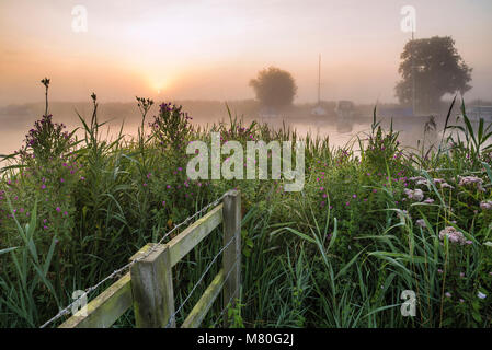 Landschaft Blick über Feld zu Foggy River Thurne bei Sonnenaufgang im Sommer Stockfoto