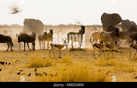 ETOSHA NP, Namibia: Tierwelt im Etosha National Park, Namibia Stockfoto