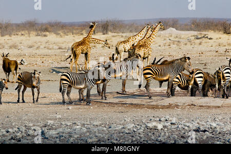 ETOSHA NP, Namibia: Tierwelt im Etosha National Park, Namibia Stockfoto