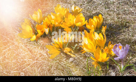 Schöne whitet Krokusse Blume wächst auf das trockene Gras und Bienen sammeln Nektar, die ersten Anzeichen des Frühlings. Saisonale Ostern sunny Natürliche backgroun Stockfoto