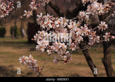 Die grenzenlose Schönheit der Kaschmir ist in seiner bewegenden Bildern wider. Wenn im Herbst für das Erröten chinars und blass Pappeln bekannt ist, der weiß und rosa Mandelblüte bringt Frühling im Tal. Die Mandel Blume ist eine zarte, schöne Sache, mit seinen hellen blush Blütenblätter. Wenn in der Blüte, der ganze Baum sieht aus wie ein Geblümten Regenschirm. (Foto durch Muzamil Bhat/Pacific Press) Stockfoto