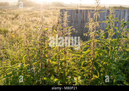 Ländliche Landschaft. Dickicht der Brennnessel in der Hintergrundbeleuchtung dawn Sun auf dem Hintergrund der Feld- und einem Holzzaun. Stockfoto