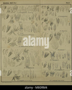 Bulletin de la société Imperiale des Naturalistes de Moscou (1854) (20436847335) Stockfoto