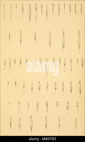 Bulletin de la société royale de botanique de Belgique (1878) (20436087385) Stockfoto