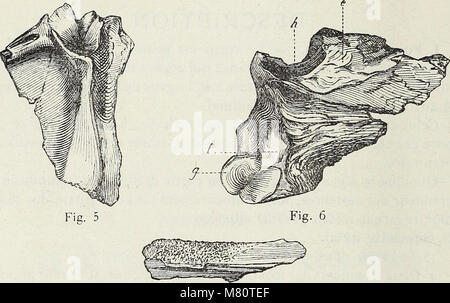 Bulletin de la Societe Belge de Naturwissenschaft, de Paleontologie et d'Hydrologie (19812151024) Stockfoto