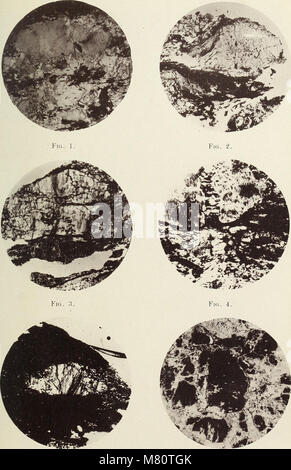 Bulletin de la Societe Belge de Naturwissenschaft, de Paleontologie et d'Hydrologie (20247550018) Stockfoto