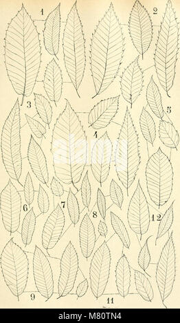 Bulletin de la Socit dendrologique de France (19809750013) Stockfoto