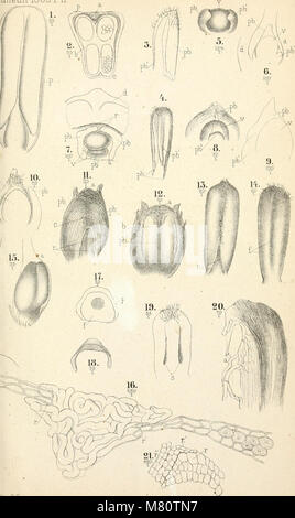 Bulletin de la Socit impriale des naturalistes de Moscou (1829-1917) (20245903340) Stockfoto