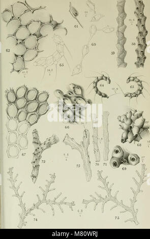 Bulletin de la Soci zoologique de France (1882) (20426204522) Stockfoto