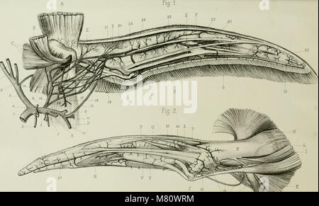 Bulletin de la Soci zoologique de France (1882) (20441016211) Stockfoto