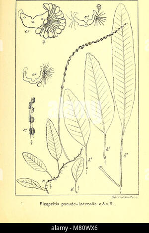 Bulletin du Jardin botanique de Buitenzorg (1918) (19816900254) Stockfoto