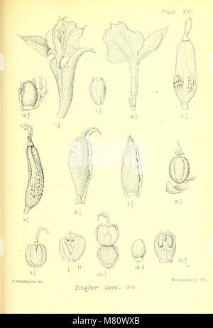 Bulletin du Jardin botanique de Buitenzorg (1918) (19818592363) Stockfoto