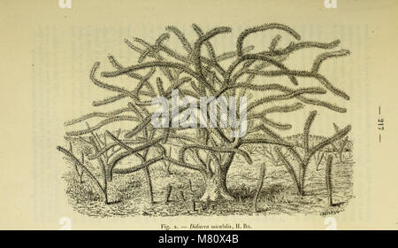 Bulletin du Muséum d'Histoire Naturelle (1895) (20251635768) Stockfoto