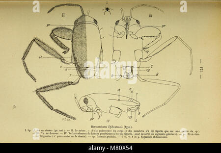 Bulletin du Muséum d'Histoire Naturelle (1901) (20413905776) Stockfoto