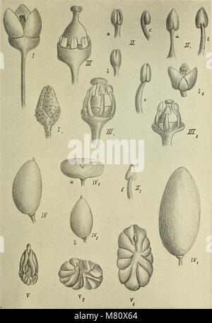 Bulletin du Muséum d'Histoire Naturelle (1908) (20439689415) Stockfoto