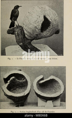 Bulletin du Muséum d'Histoire Naturelle (1909) (20431170142) Stockfoto