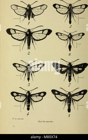 Das Bulletin des Naturkundemuseums, 1911, veröffentlicht wissenschaftliche Forschungen und Erkenntnisse zu verschiedenen Aspekten der Naturgeschichte, einschließlich Geologie, Zoologie und Botanik. Sie dient als wichtige Ressource für das Studium der Naturwissenschaften und der Museumsforschung. Stockfoto