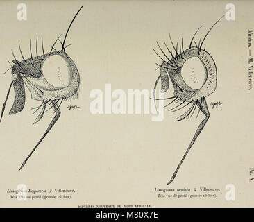 Bulletin du Muséum d'Histoire Naturelle (1912) (20439931975) Stockfoto