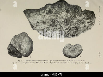 Bulletin du Muséum d'Histoire Naturelle (1913) (19817418764) Stockfoto