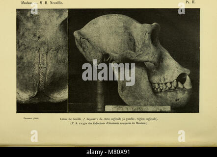 Bulletin du Muséum d'Histoire Naturelle (1916) (19817133054) Stockfoto