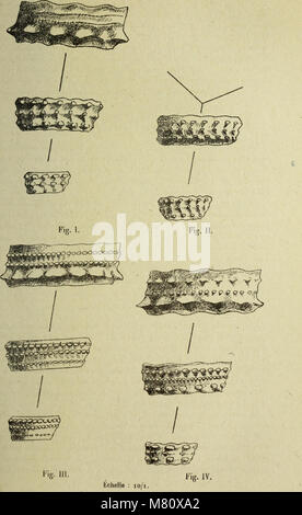 Bulletin du Muséum d'Histoire Naturelle (1919) (19817461274) Stockfoto