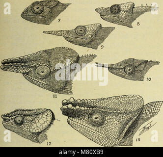 Bulletin du Muséum d'Histoire Naturelle (1921) (14594874887) Stockfoto