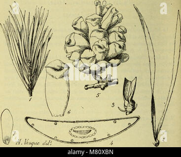 Bulletin du Muséum d'Histoire Naturelle (1921) (14801188653) Stockfoto