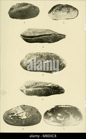 Bulletin du Muséum national d'histoire naturelle (1911) (14781656304) Stockfoto