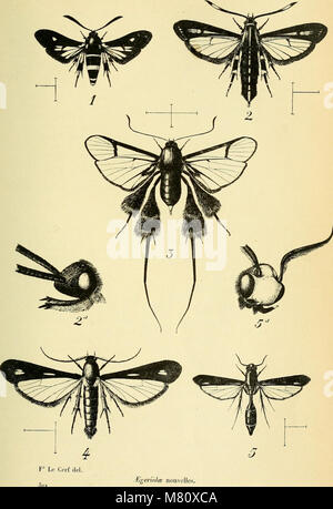 Bulletin du Muséum national d'histoire naturelle (1911) (14784022365) Stockfoto