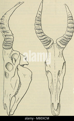 Bulletin du Muséum national d'histoire naturelle (1914) (14784687972) Stockfoto