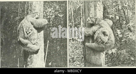 Bulletin du Museum national d'histoire naturelle ((1895-1970)) (19817752554) Stockfoto