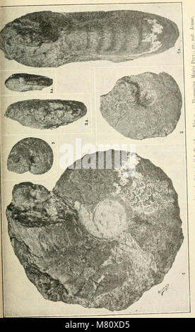 Bulletin du Museum national d'histoire naturelle ((1895-1970)) (20254005119) Stockfoto