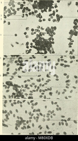 Bulletin du Museum national d'histoire naturelle ((1895-1970)) (20446511591) Stockfoto