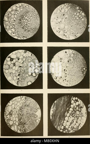 Bulletin international. Resumés des travaux présentés (1917) (20432515622) Stockfoto