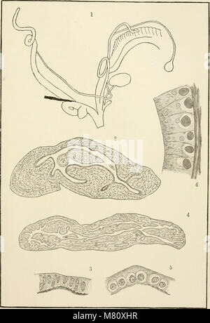 Bulletin international. Resumés des travaux présentés (1917) (20432618092) Stockfoto