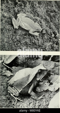 Ein Bulletin aus dem Jahr 1881, das vom American Museum of Natural History veröffentlicht wurde. Es umfasst Forschungen zu naturgeschichtlichen Themen, darunter Tierverhalten, Fossilien und geologische Studien. Stockfoto