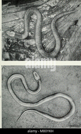 Bulletin der American Museum of Natural History (1881) (20434243432) Stockfoto