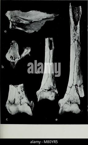Das Bulletin of the British Museum (Natural History), Geology (1972) befasst sich mit geologischen Studien, einschließlich der Analyse von Felsformationen, Mineralien und Fossilien. Es bietet detaillierte wissenschaftliche Einblicke in die Erdgeschichte, geologische Prozesse und Mineralzusammensetzungen. Stockfoto