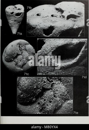 Bulletin des British Museum (Natural History), Geologie (1991) (20259106049) Stockfoto